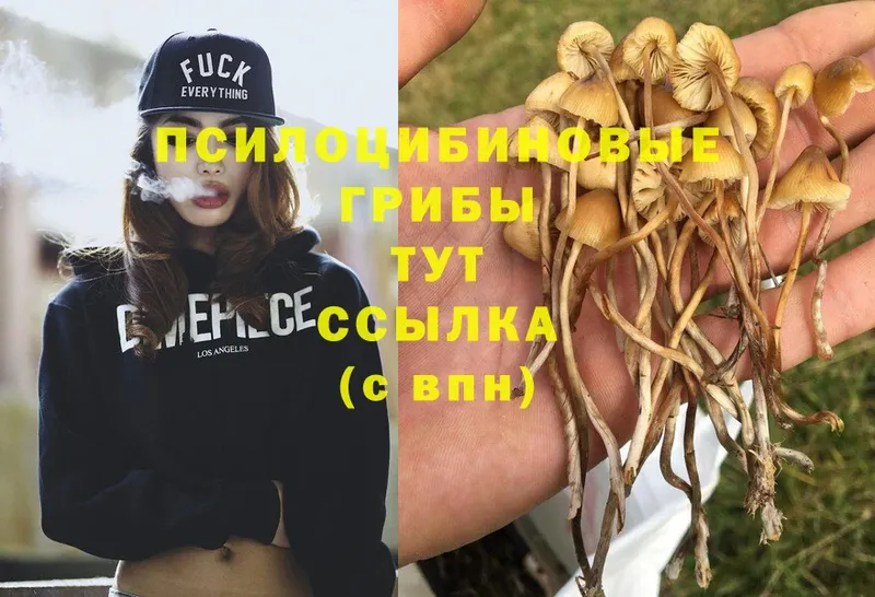 Псилоцибиновые грибы Psilocybe  цены наркотик  Вязники 